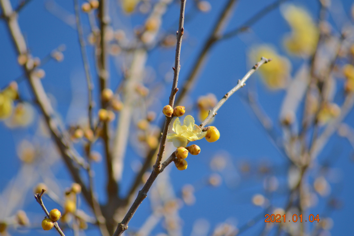 f:id:masatdm1951:20210107203559j:plain