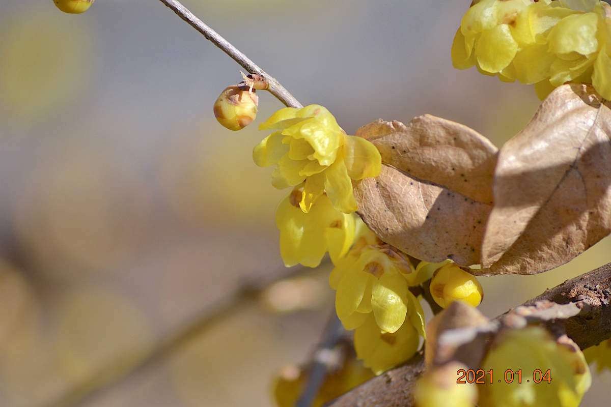 f:id:masatdm1951:20210107203624j:plain