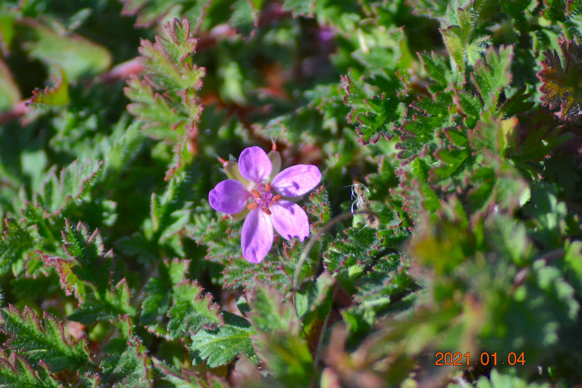 f:id:masatdm1951:20210107203630j:plain