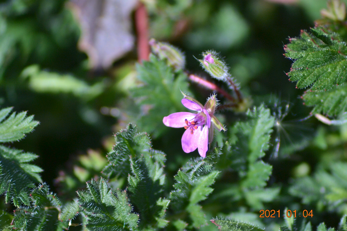 f:id:masatdm1951:20210107203647j:plain