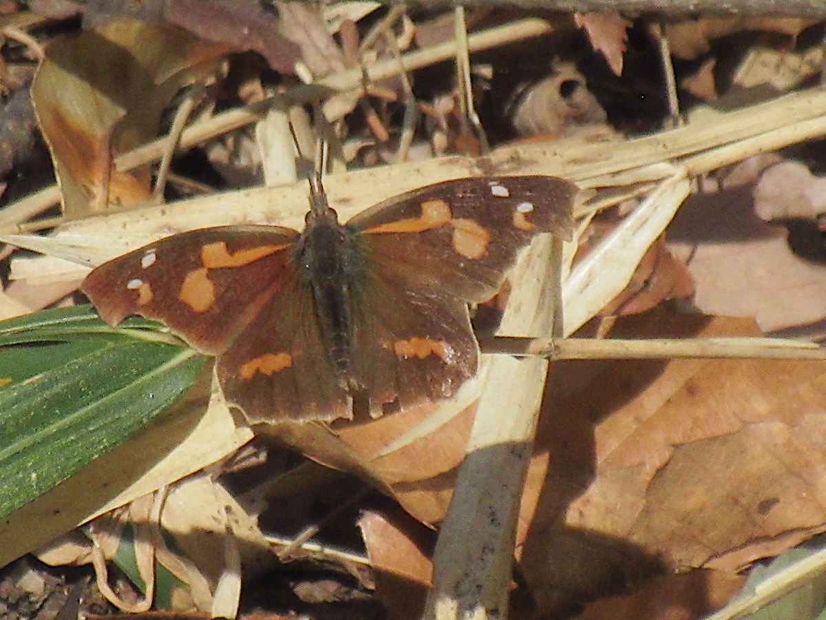 f:id:masatdm1951:20210310102425j:plain