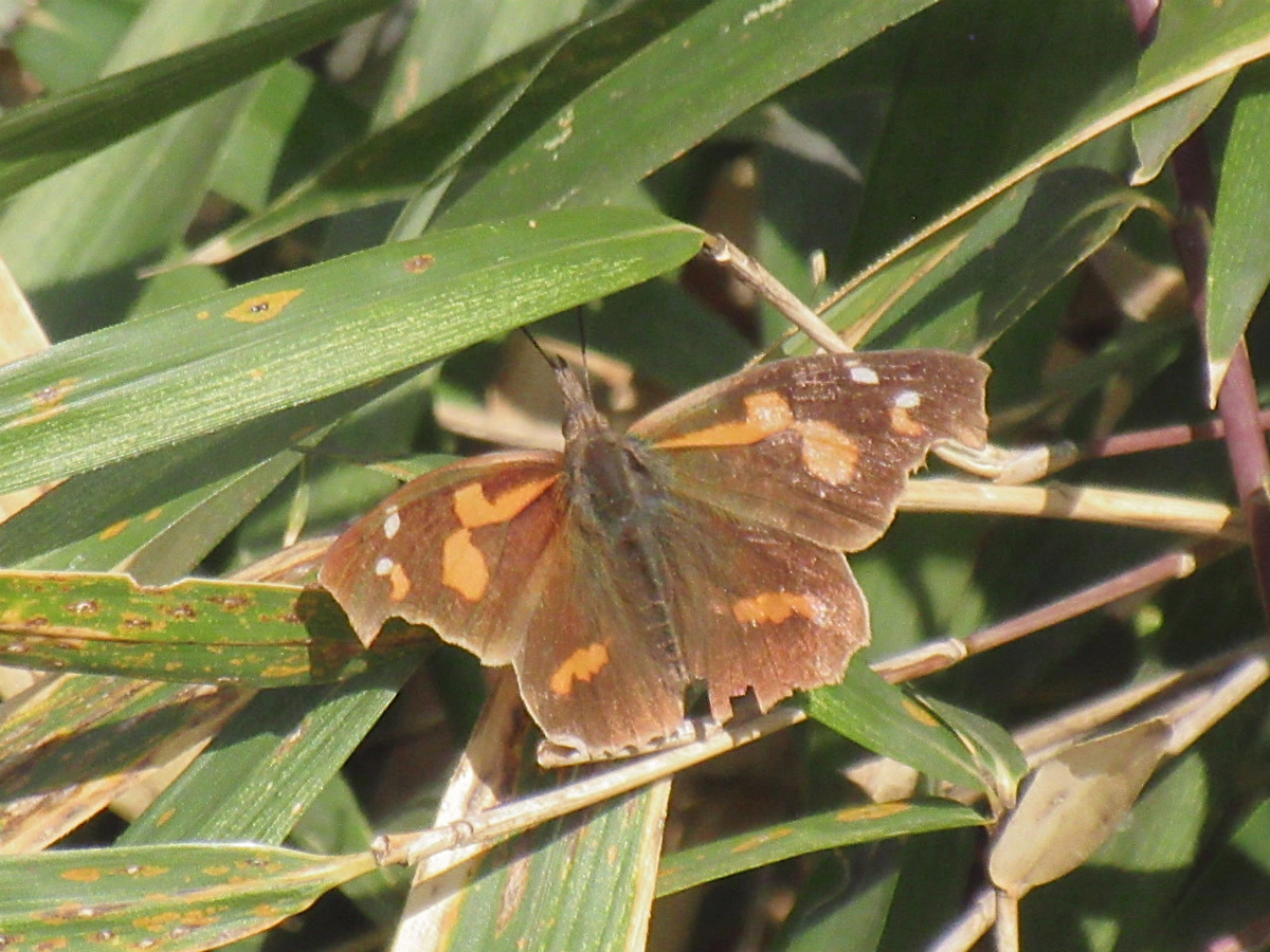 f:id:masatdm1951:20210310102605j:plain