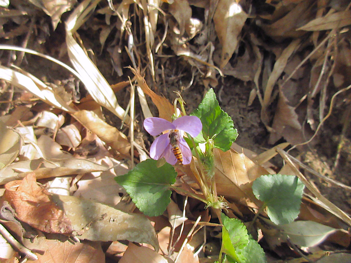 f:id:masatdm1951:20210310104241j:plain