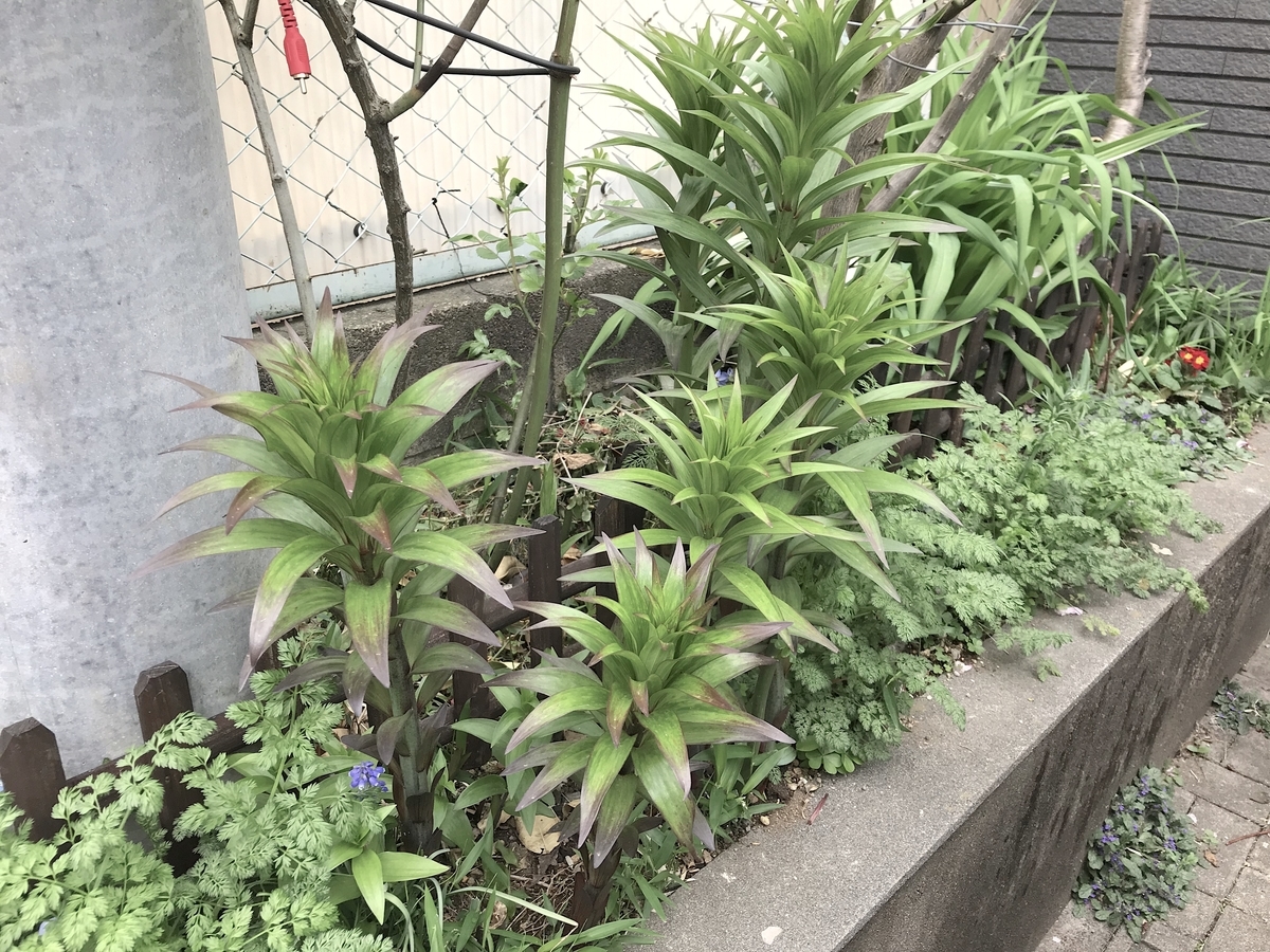 f:id:masatdm1951:20210406072603j:plain