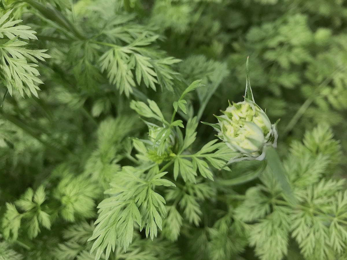 f:id:masatdm1951:20210406090504j:plain