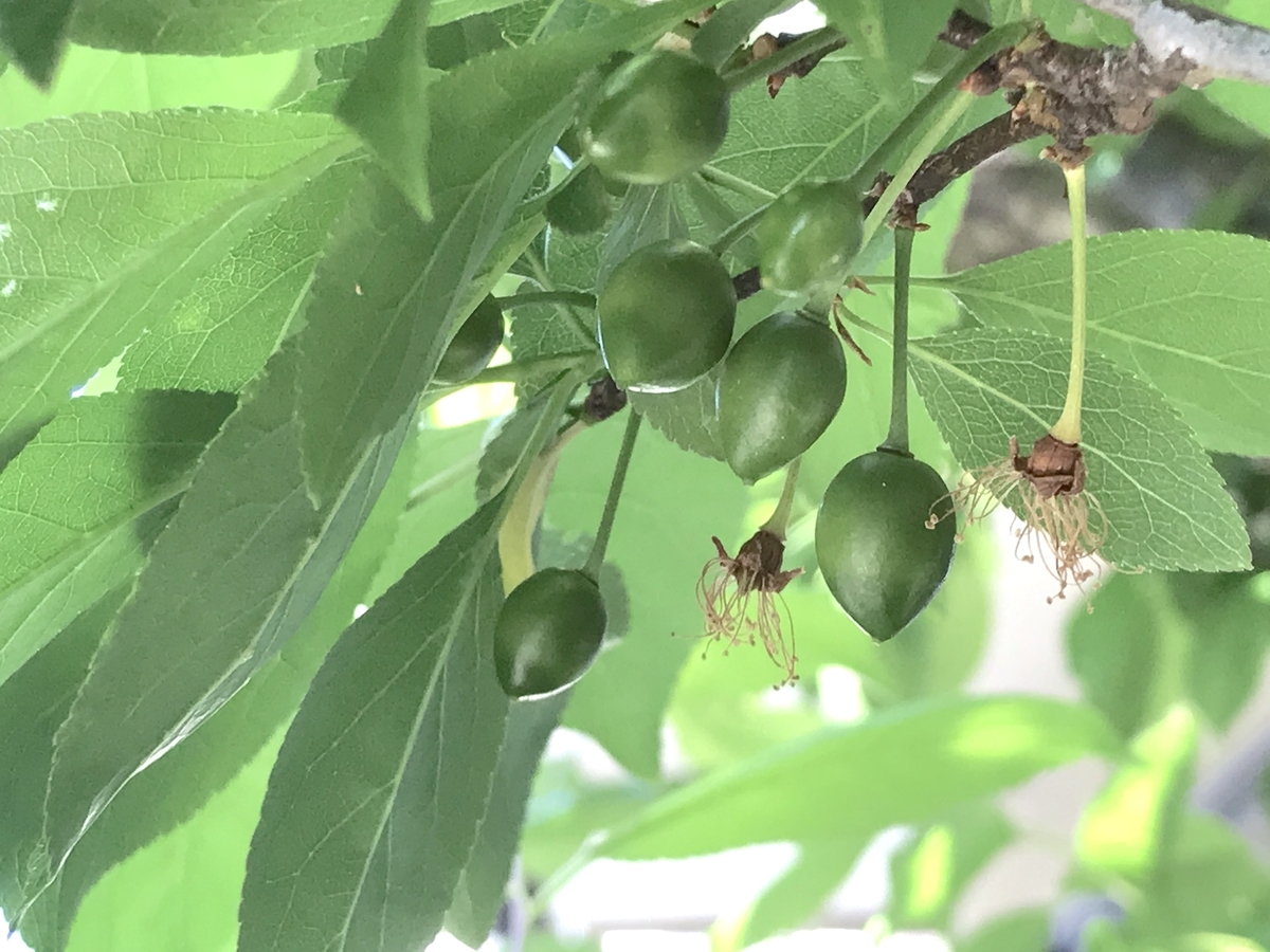 f:id:masatdm1951:20210409084800j:plain