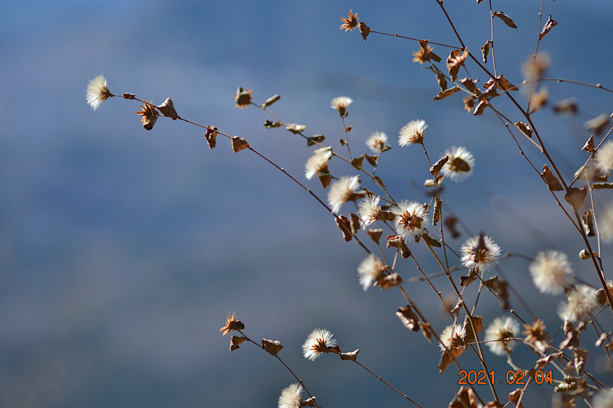 f:id:masatdm1951:20210409165025j:plain