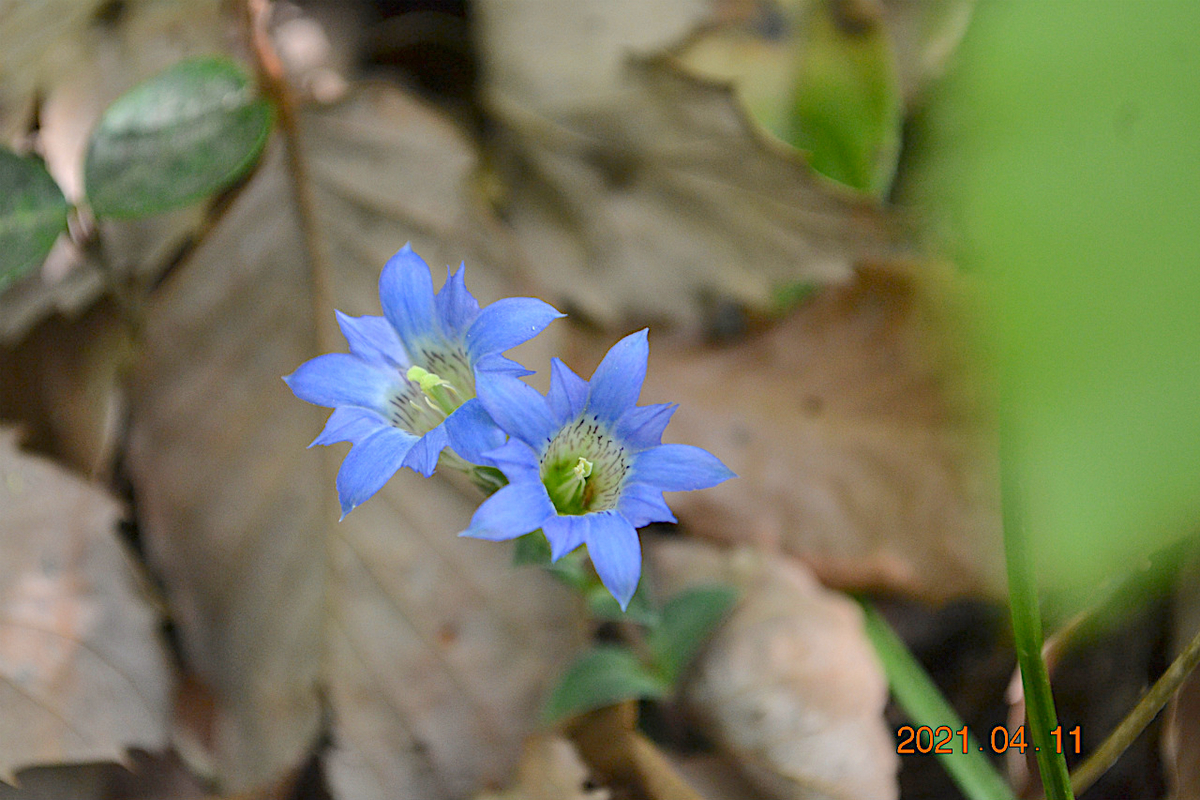 f:id:masatdm1951:20210411223122j:plain