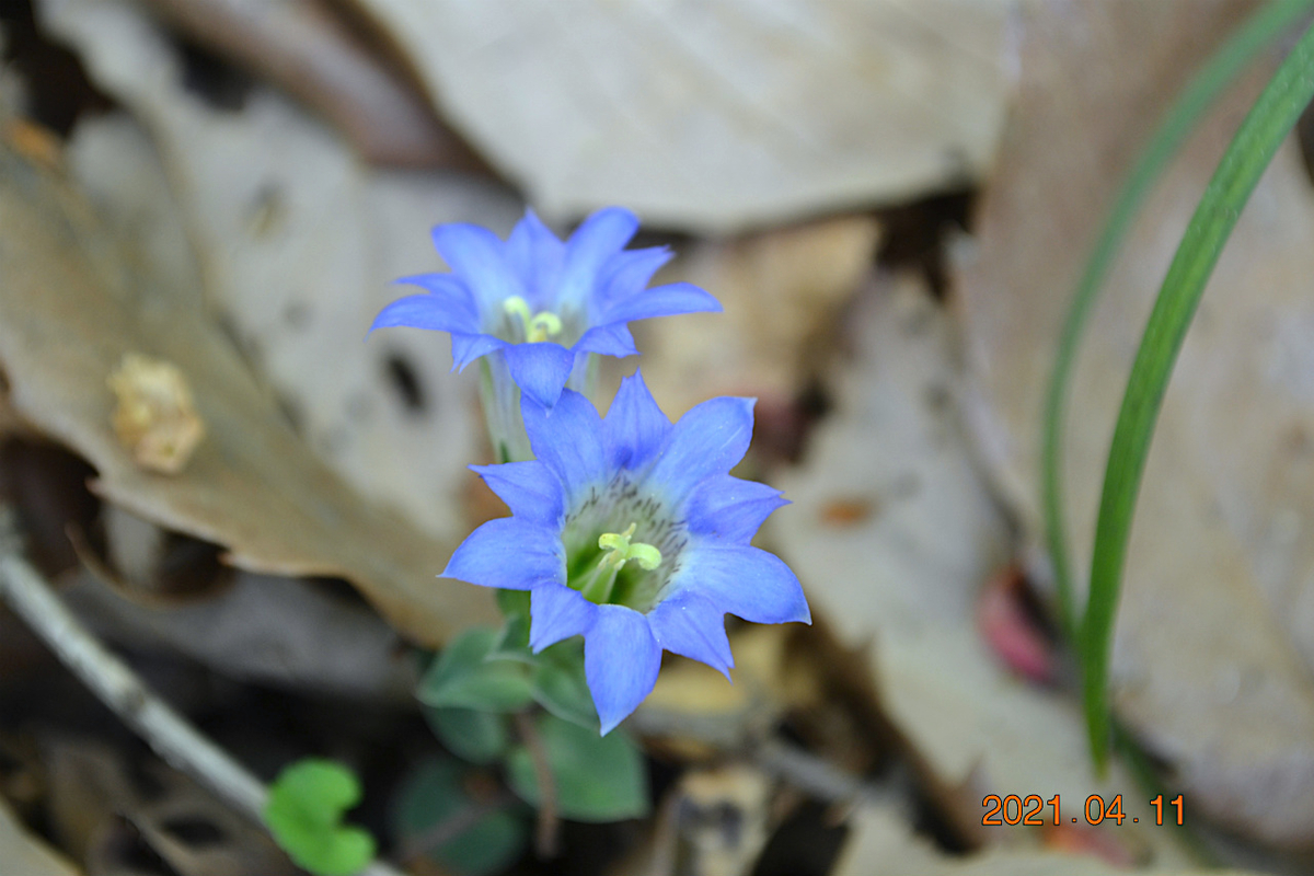 f:id:masatdm1951:20210411223127j:plain