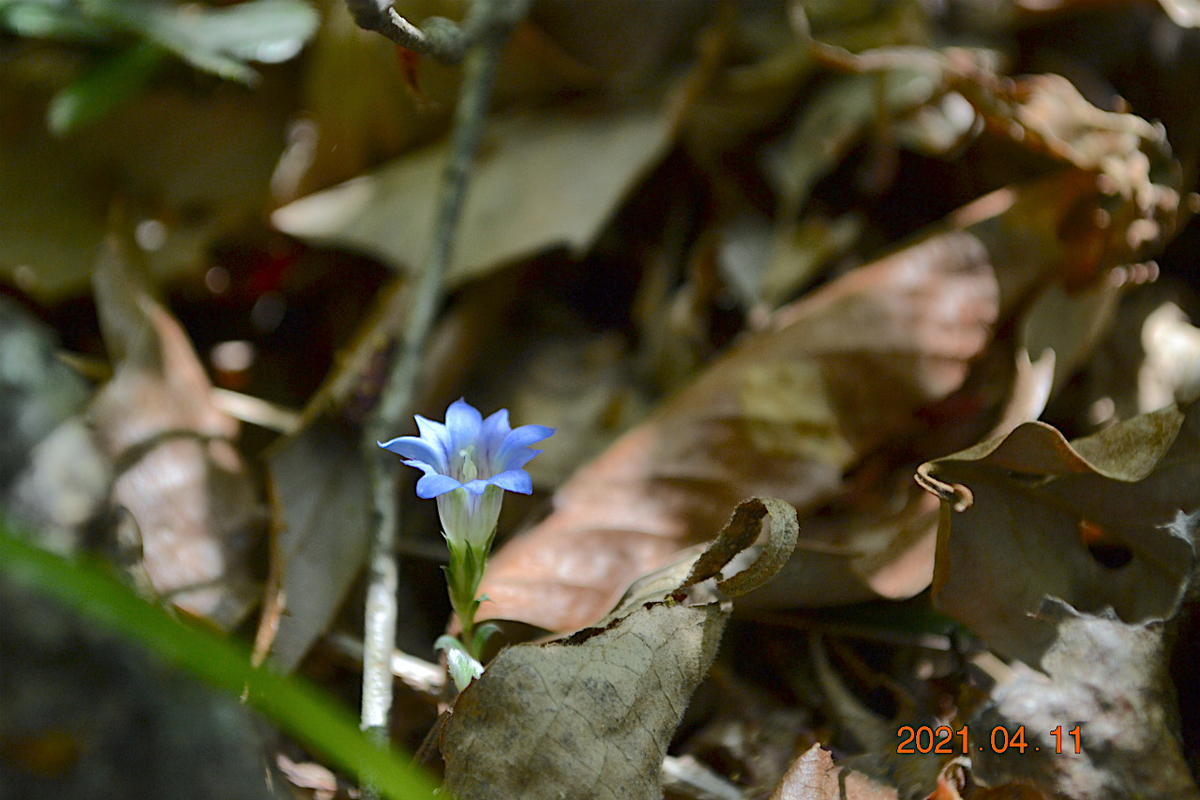 f:id:masatdm1951:20210411223145j:plain