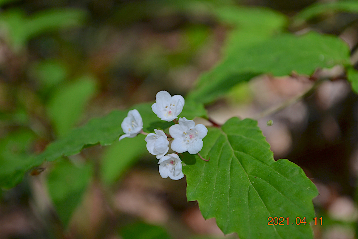 f:id:masatdm1951:20210411223156j:plain