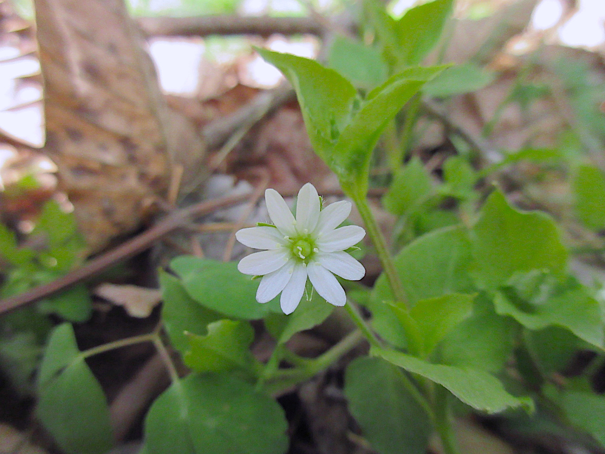 f:id:masatdm1951:20210419171426j:plain