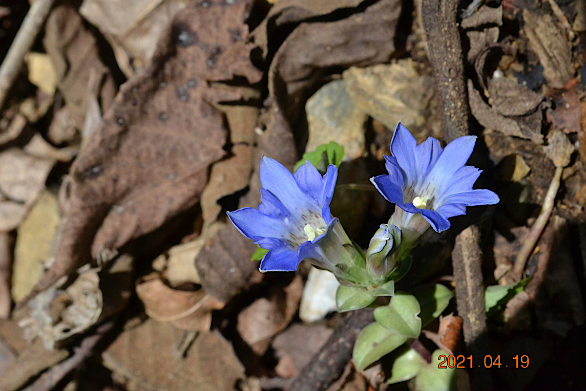 f:id:masatdm1951:20210419171904j:plain