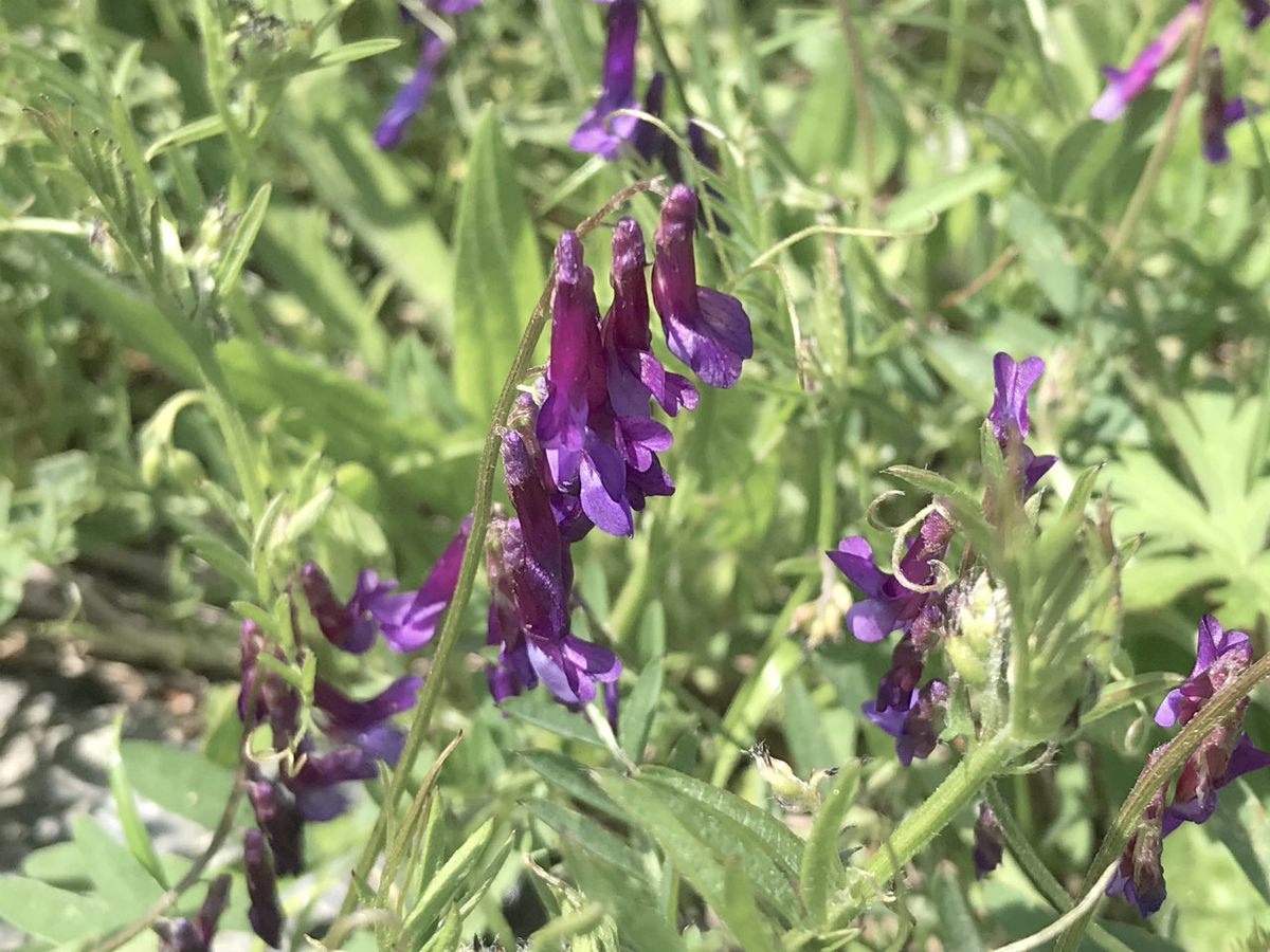 f:id:masatdm1951:20210420113713j:plain