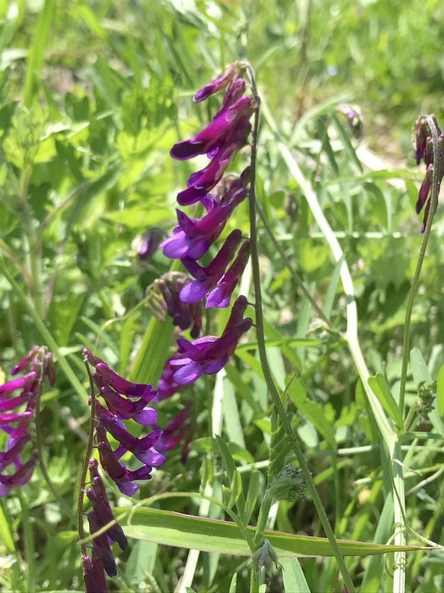 f:id:masatdm1951:20210420113716j:plain