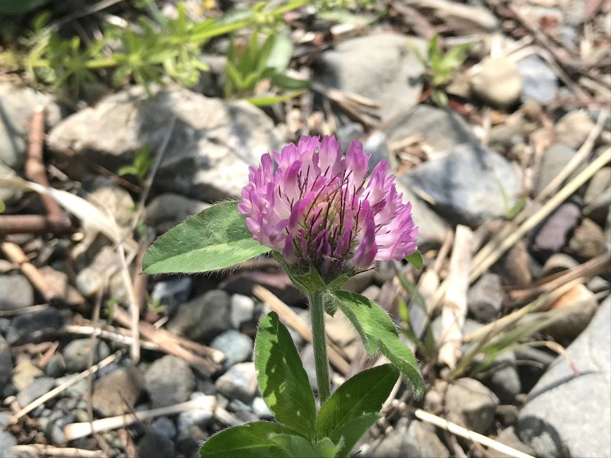 f:id:masatdm1951:20210420113724j:plain