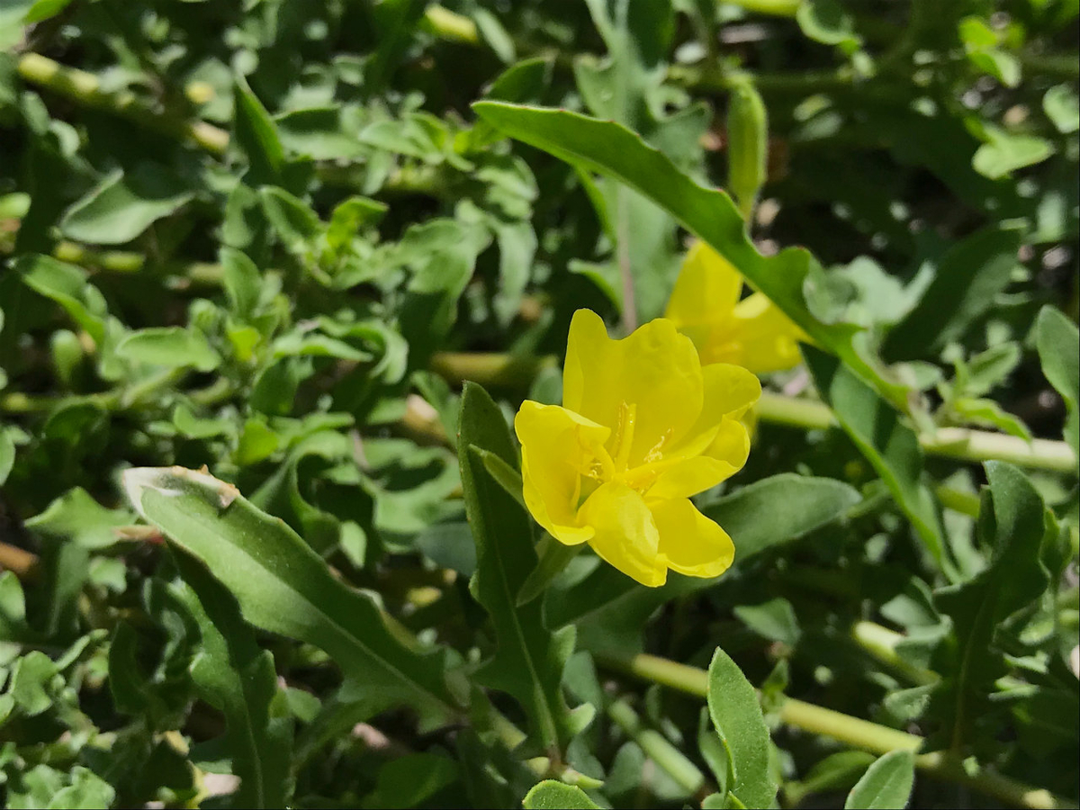 f:id:masatdm1951:20210420113729j:plain