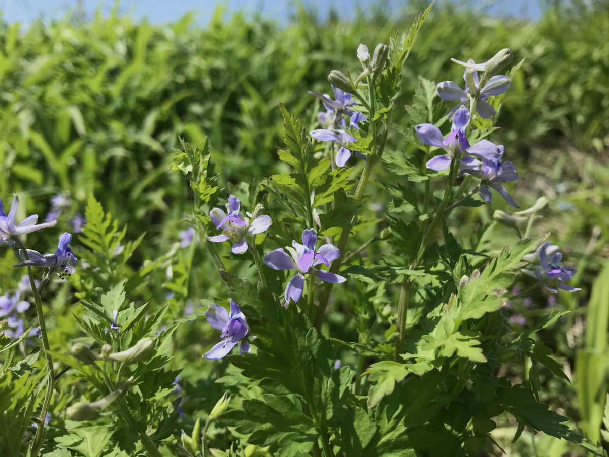 f:id:masatdm1951:20210420113759j:plain