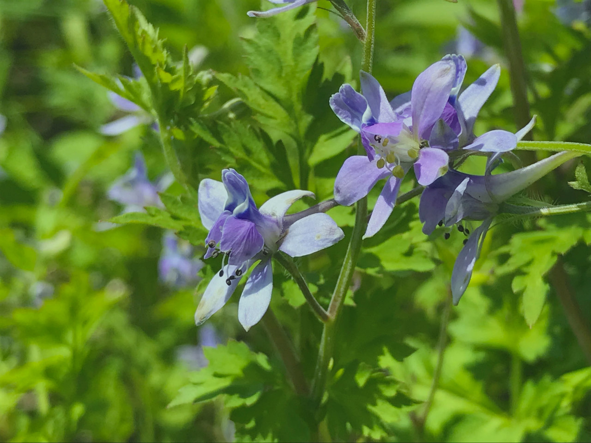 f:id:masatdm1951:20210420113803j:plain