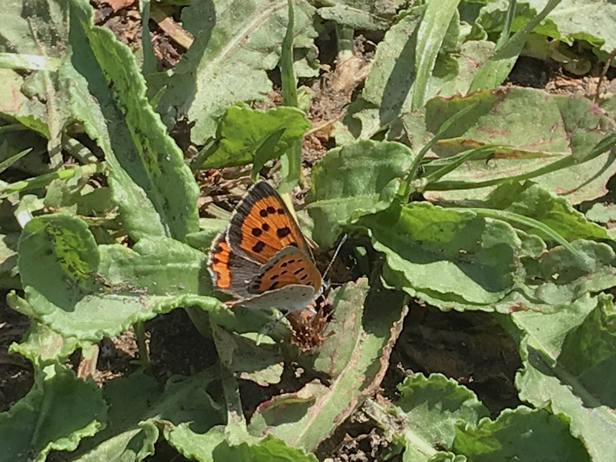 f:id:masatdm1951:20210420113809j:plain