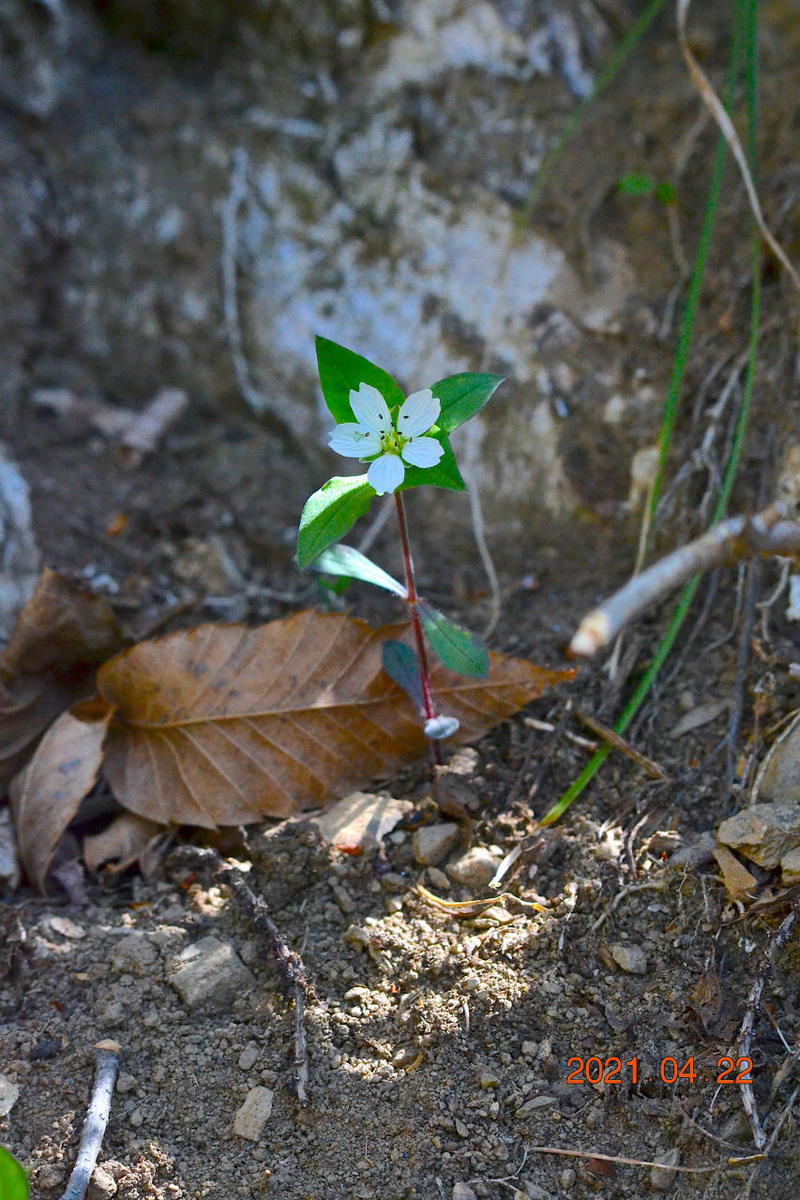 f:id:masatdm1951:20210422162805j:plain