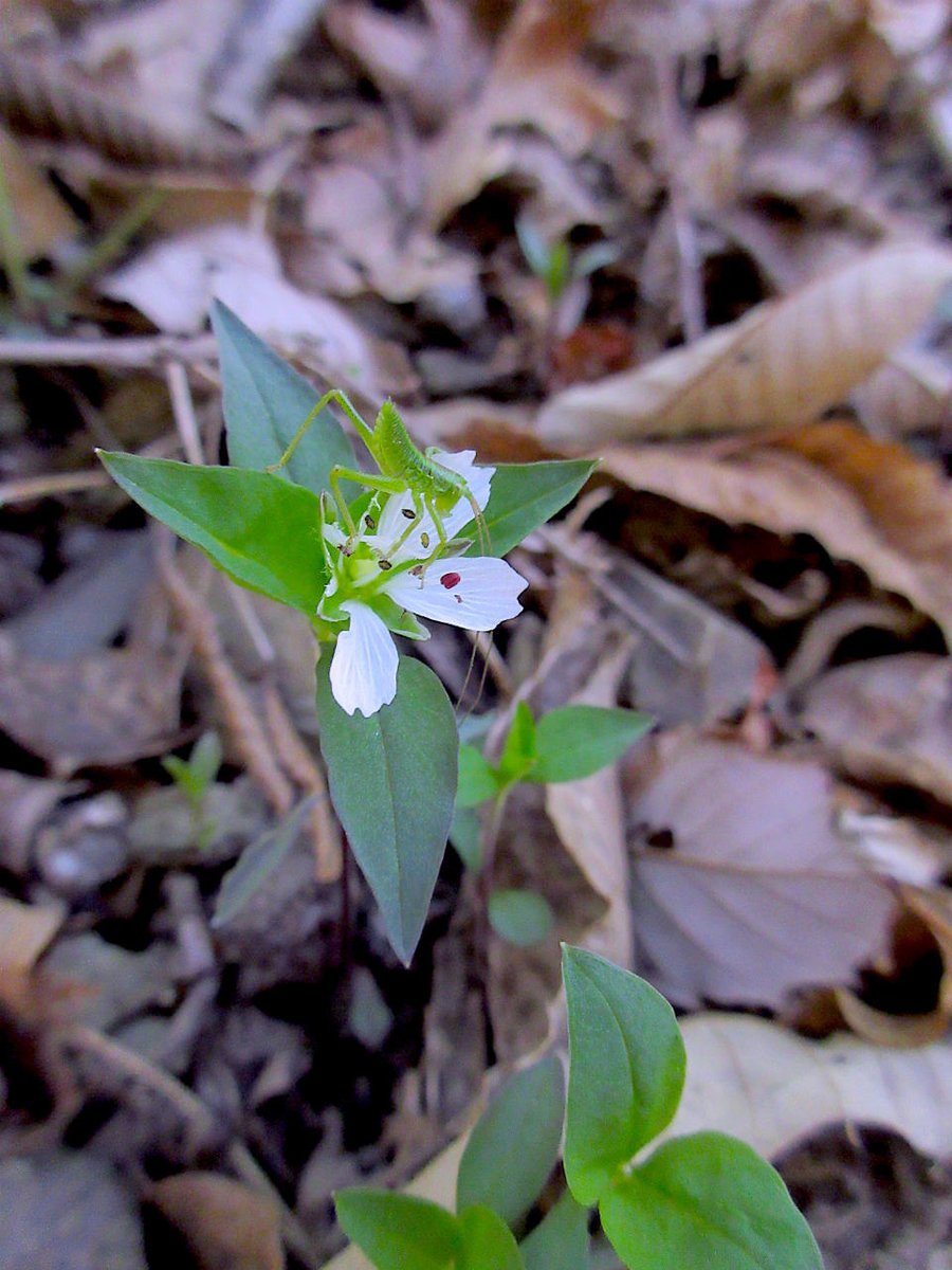 f:id:masatdm1951:20210422162947j:plain