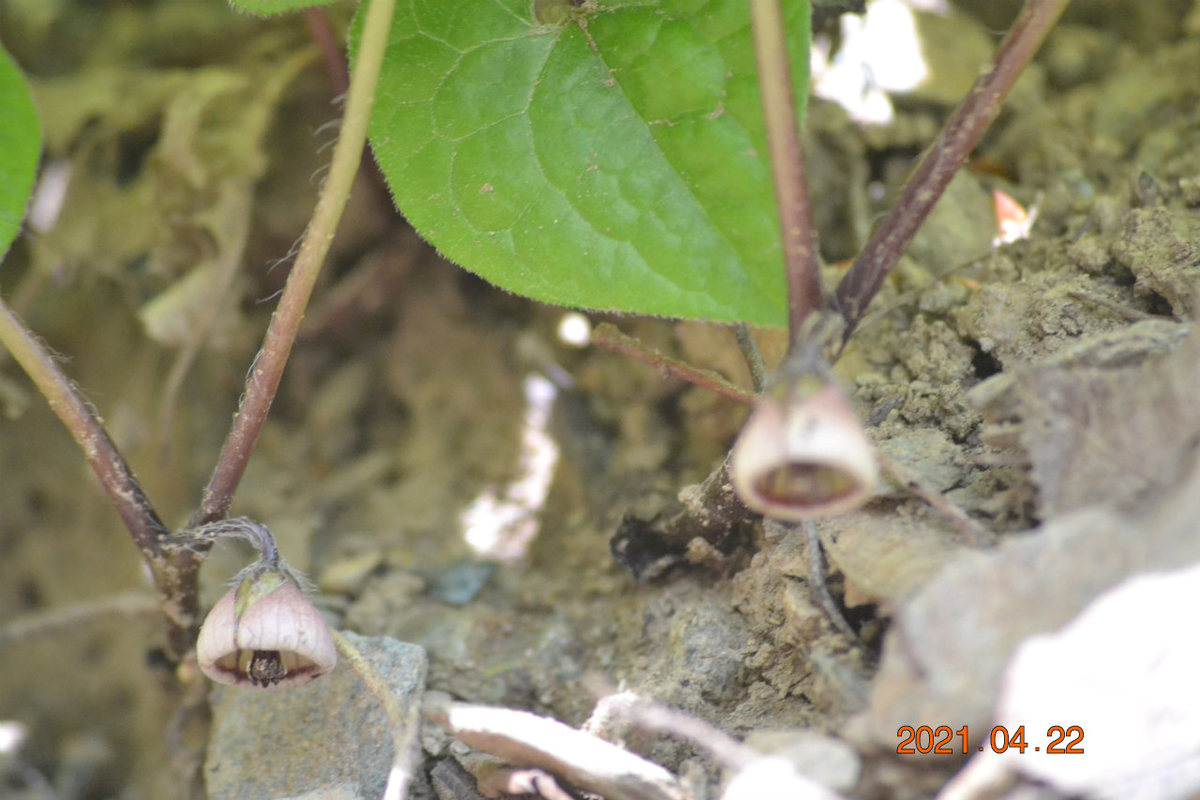 f:id:masatdm1951:20210422163720j:plain