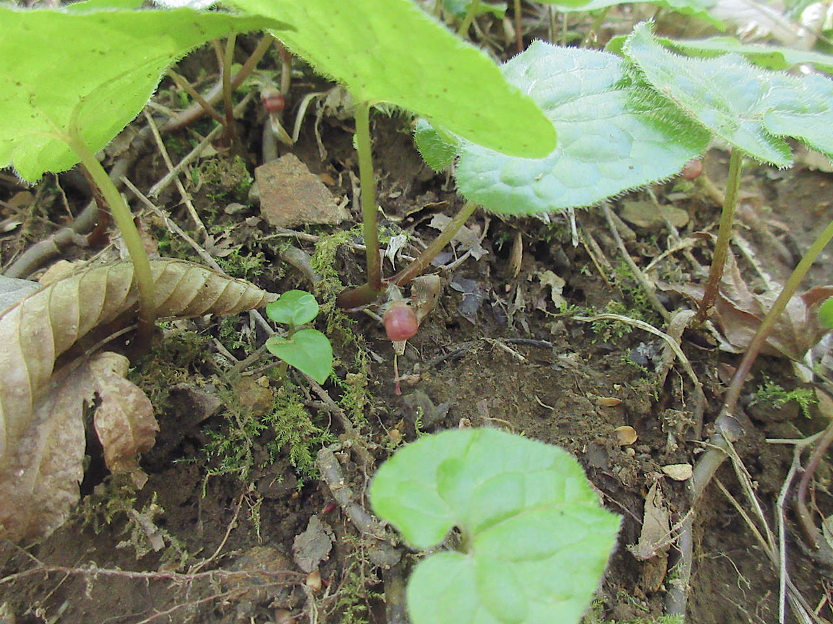 f:id:masatdm1951:20210422163733j:plain