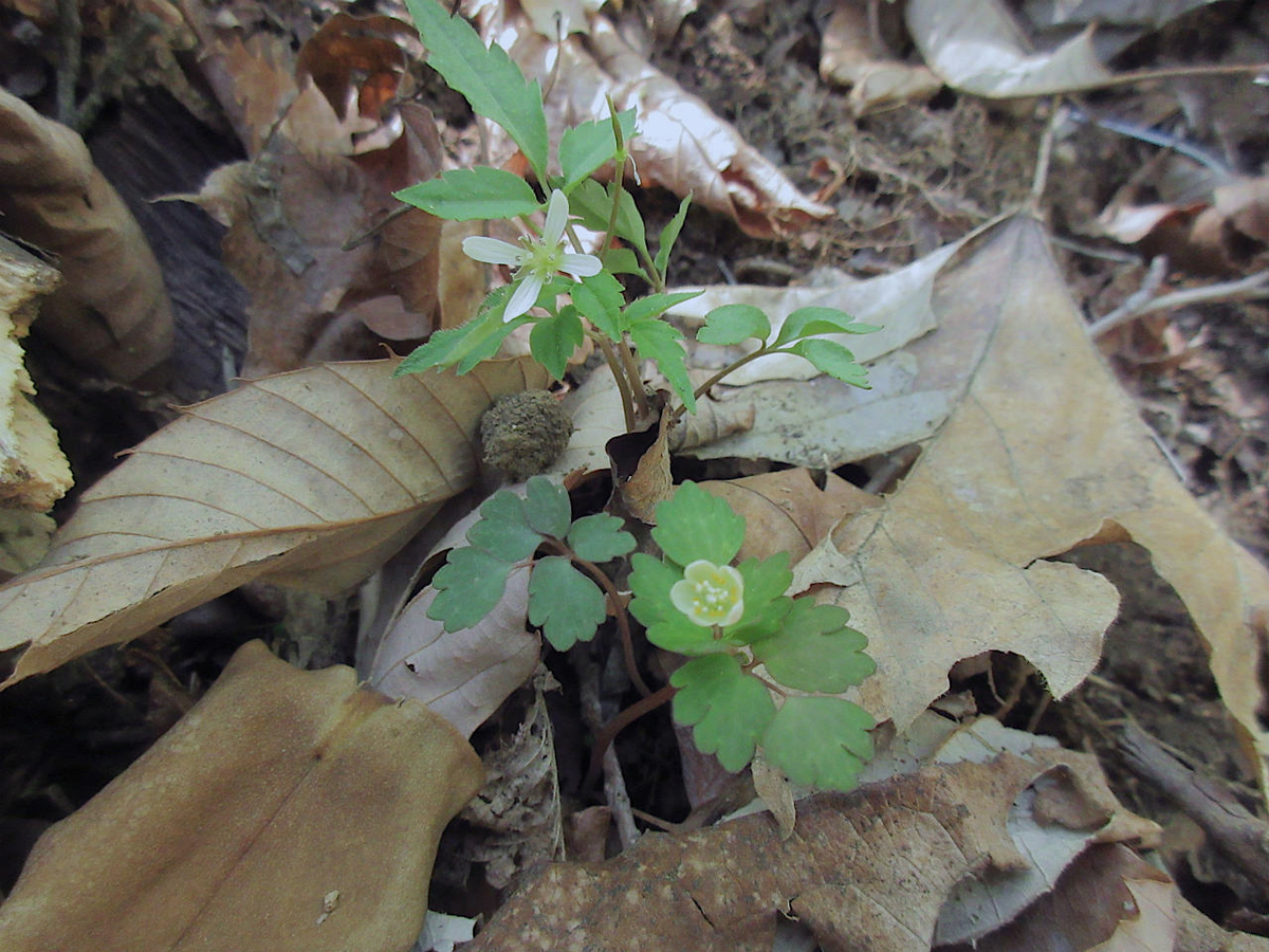 f:id:masatdm1951:20210422163846j:plain