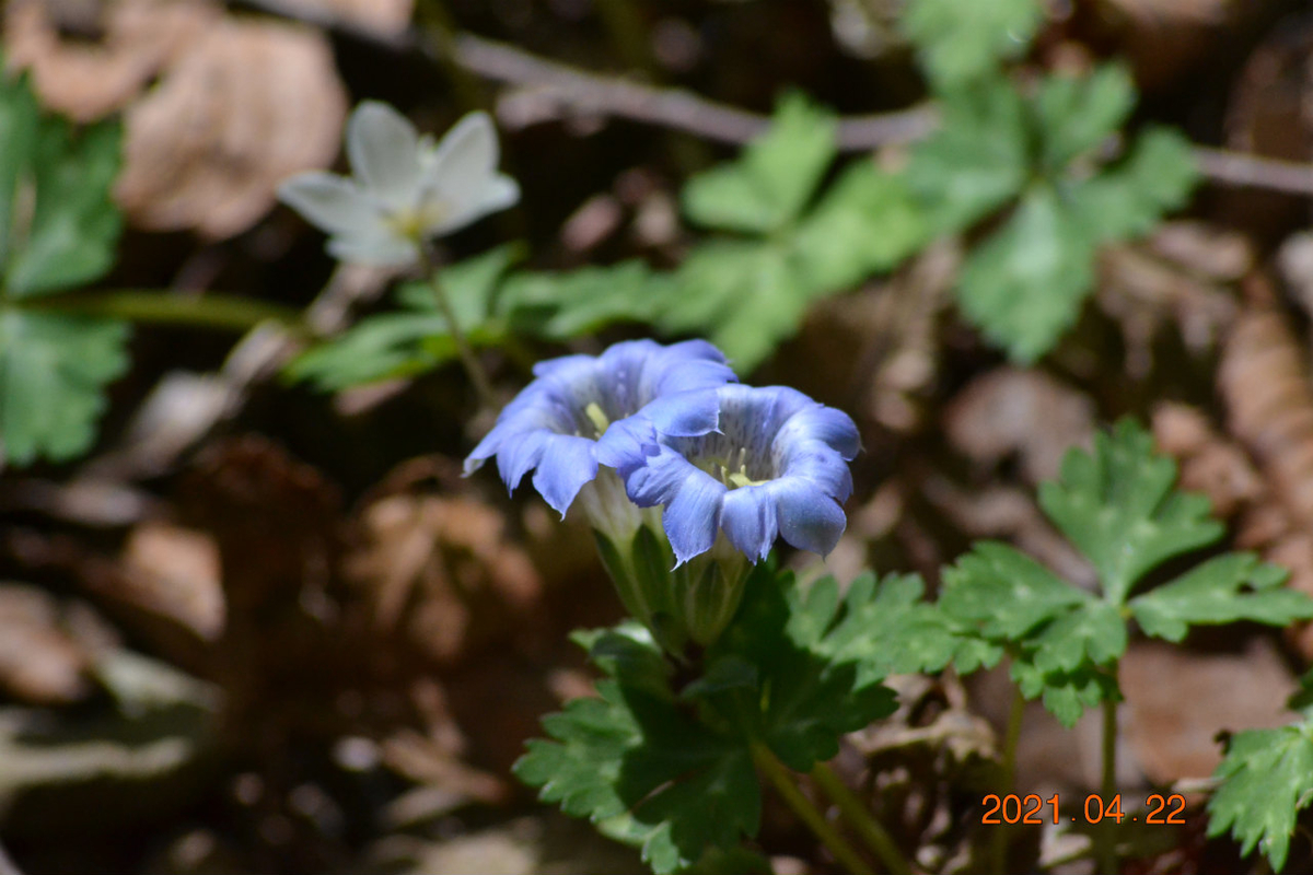 f:id:masatdm1951:20210422164014j:plain