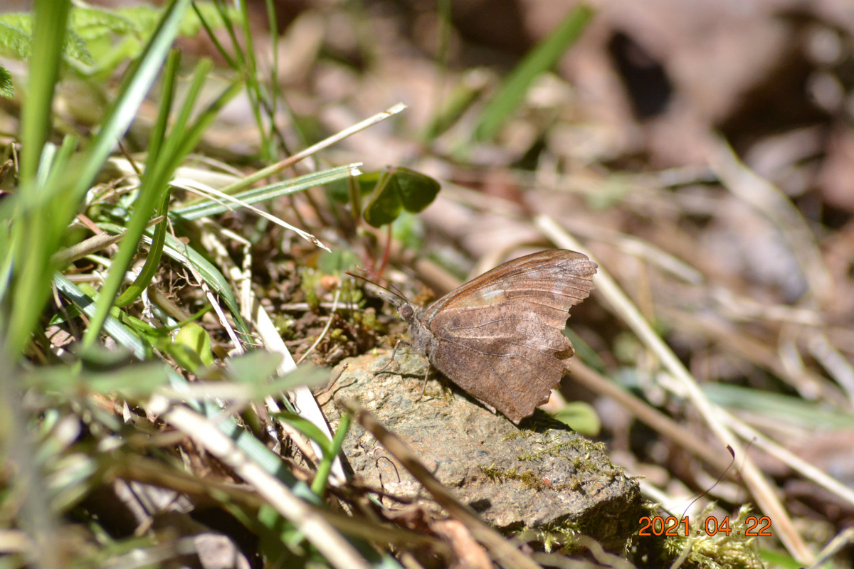 f:id:masatdm1951:20210422164041j:plain