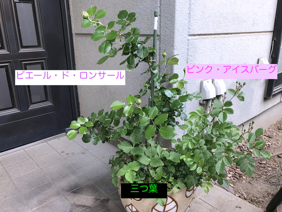 f:id:masatdm1951:20210428210349j:plain