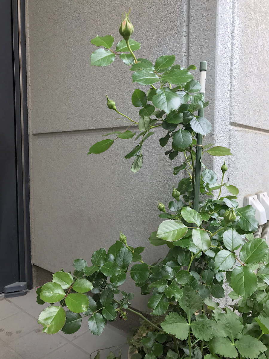 f:id:masatdm1951:20210428210654j:plain