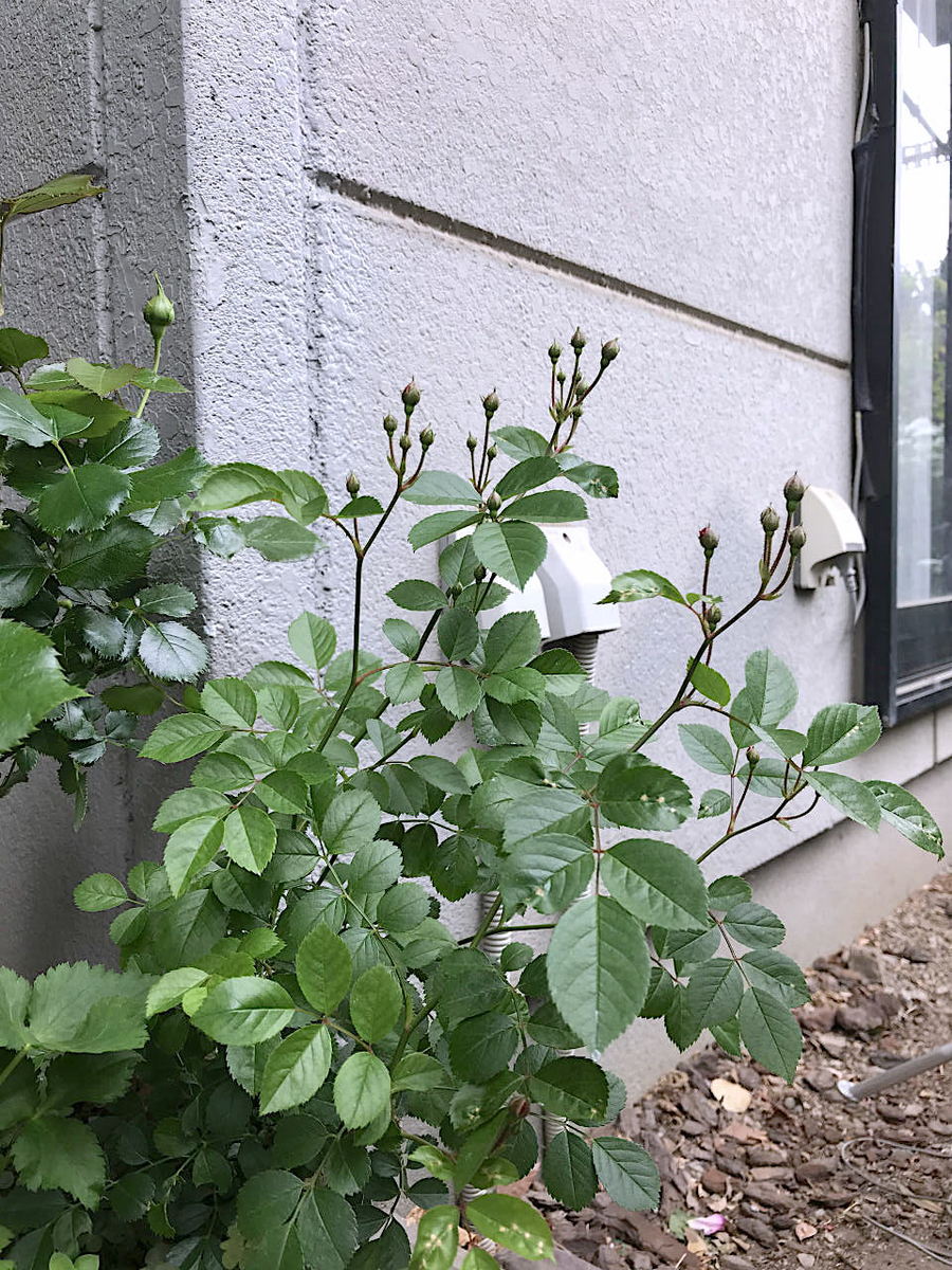 f:id:masatdm1951:20210428210806j:plain