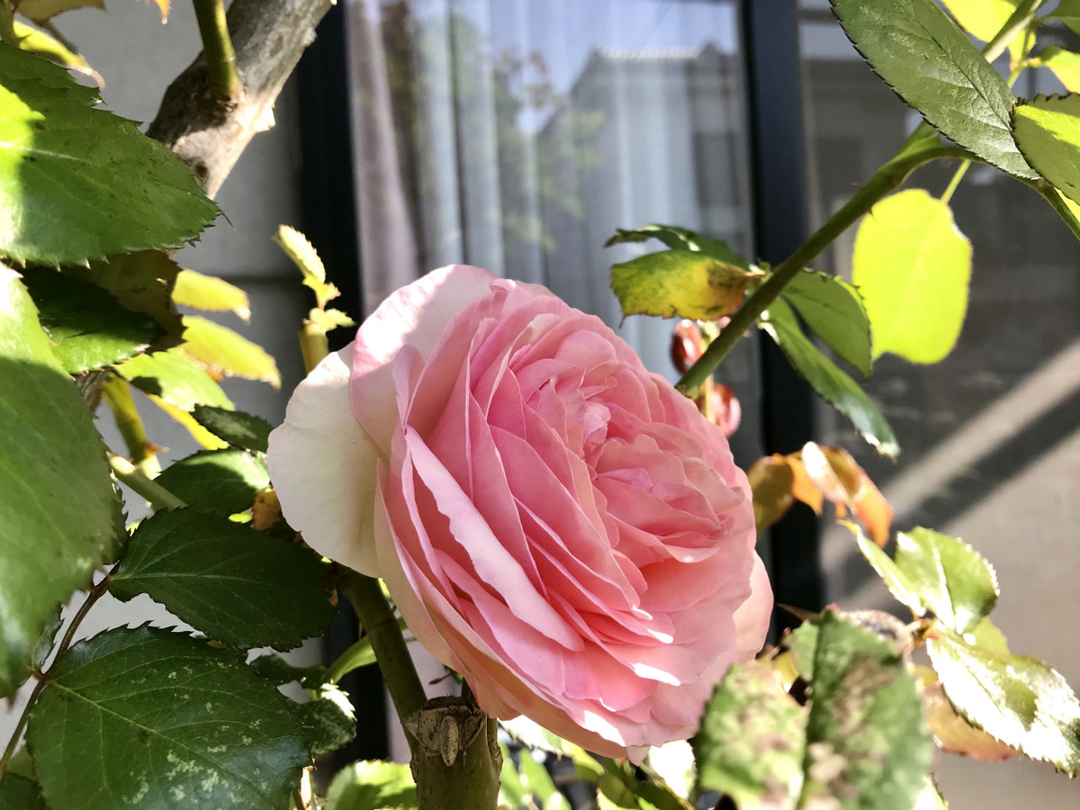 f:id:masatdm1951:20210428211128j:plain