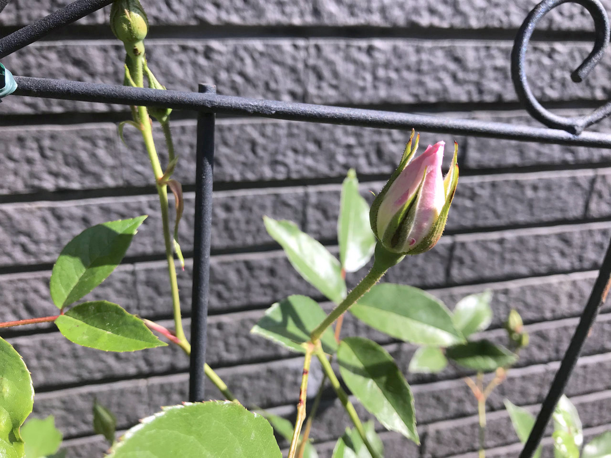 f:id:masatdm1951:20210428211245j:plain