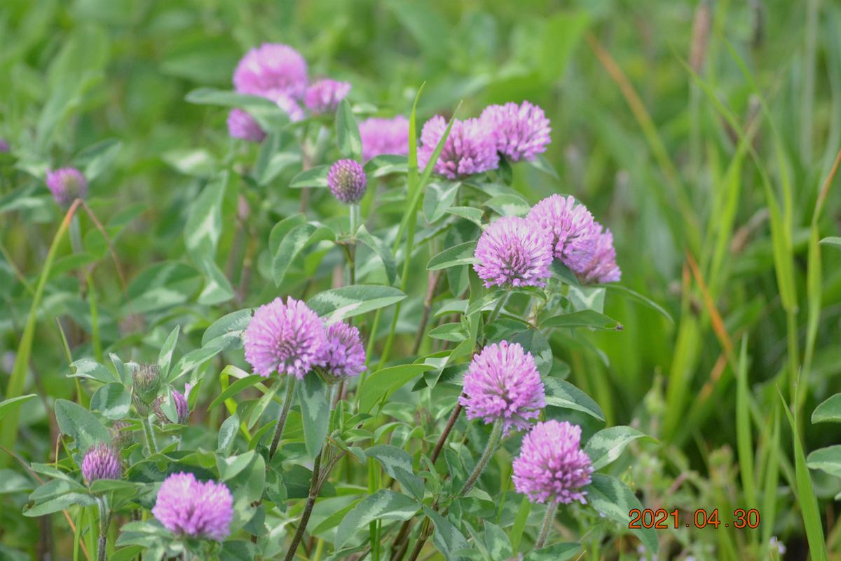 f:id:masatdm1951:20210430164605j:plain