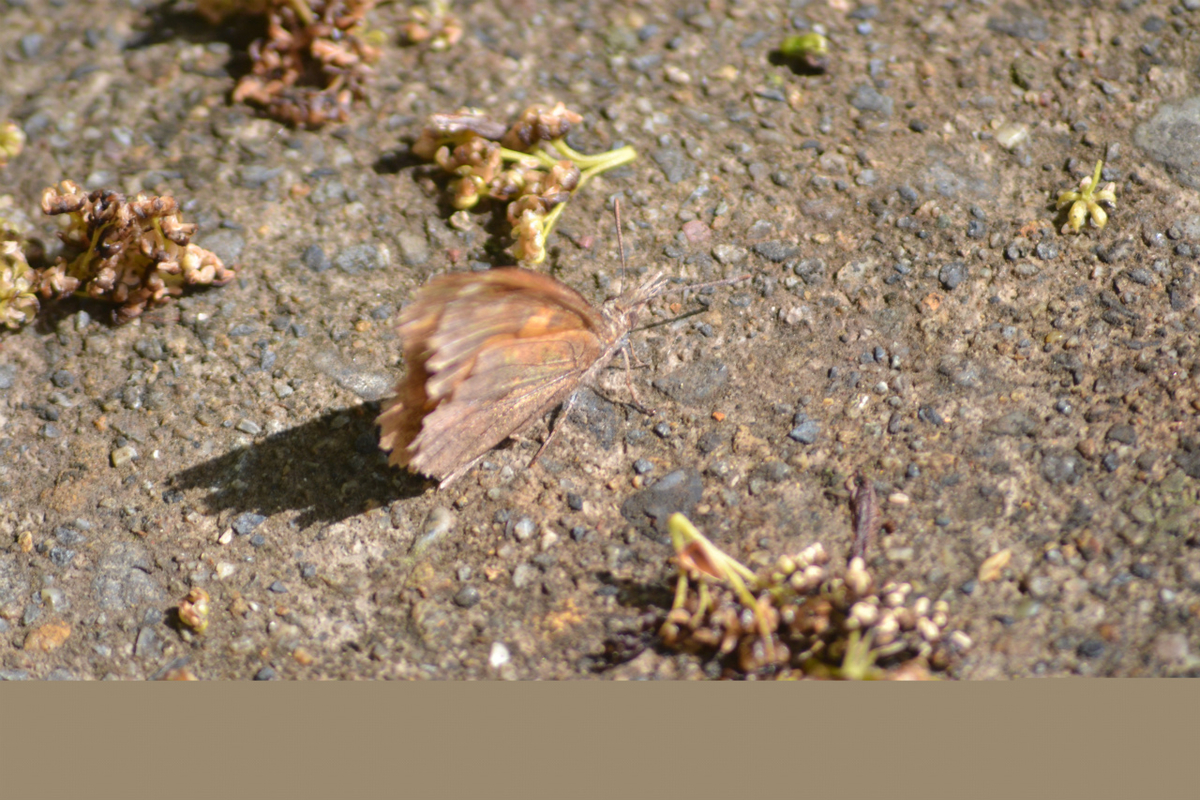 f:id:masatdm1951:20210430165429j:plain