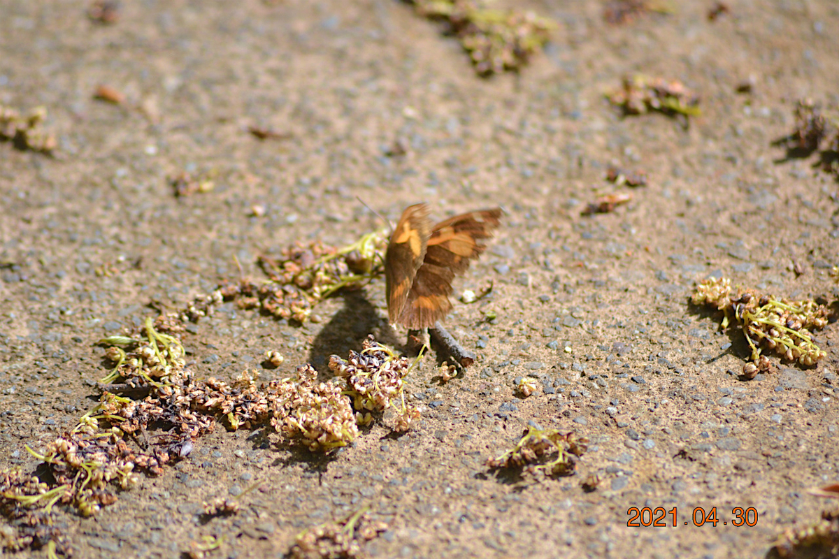 f:id:masatdm1951:20210430165434j:plain