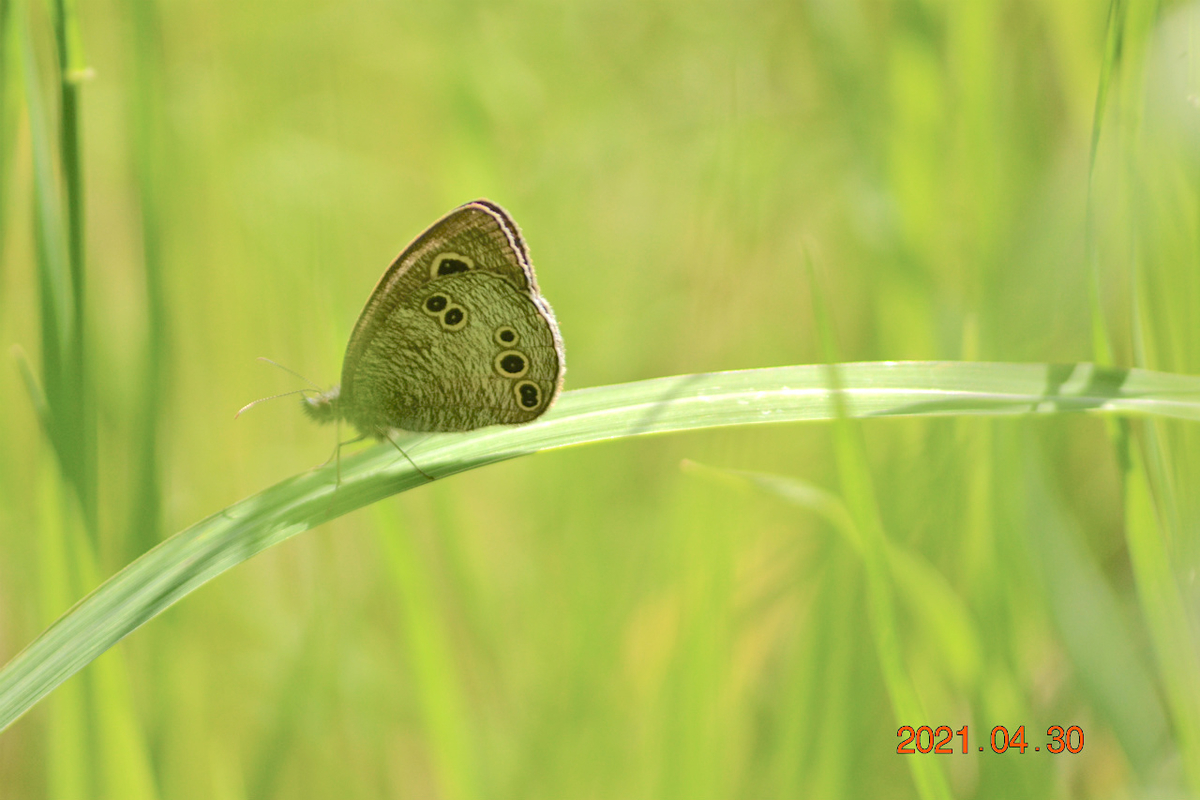 f:id:masatdm1951:20210430165445j:plain