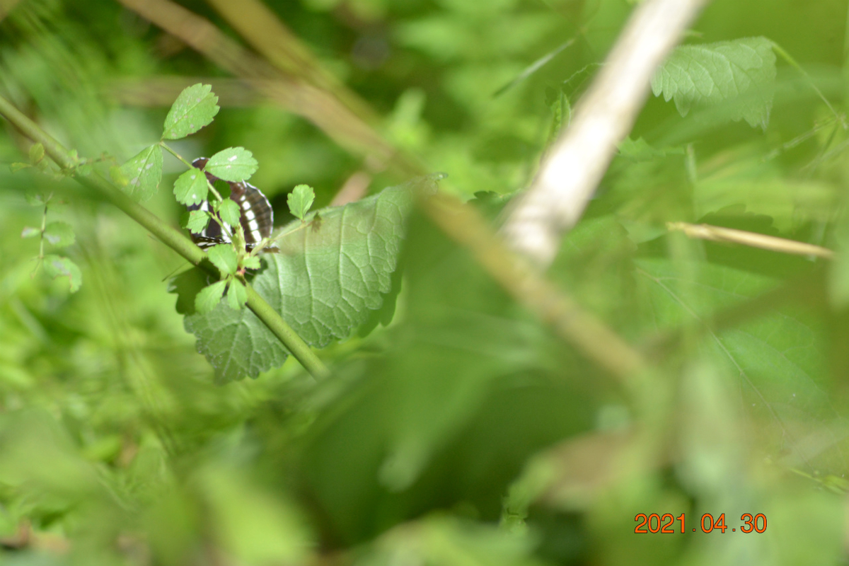 f:id:masatdm1951:20210430165509j:plain