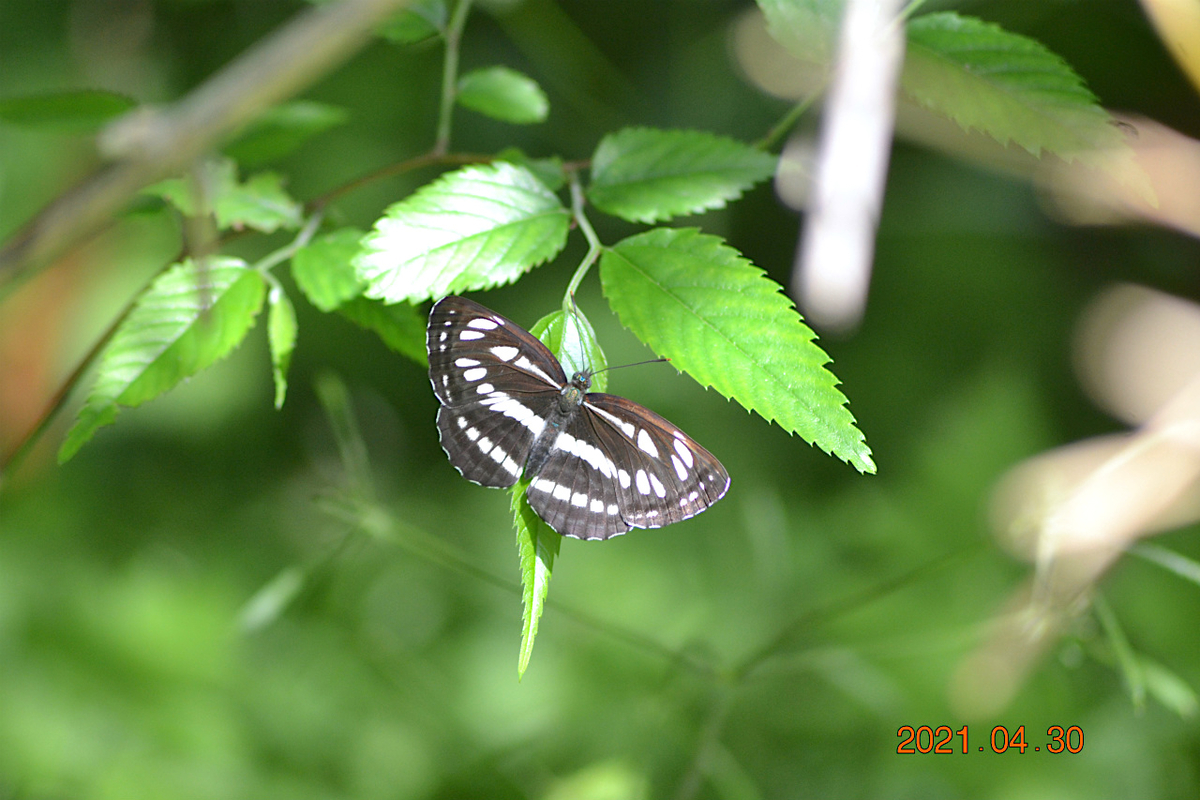 f:id:masatdm1951:20210430165518j:plain