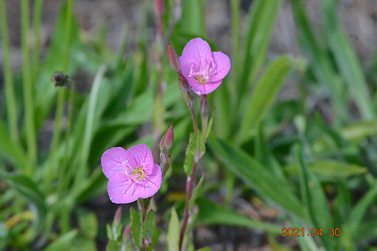 f:id:masatdm1951:20210430165521j:plain