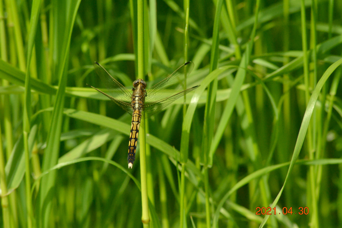 f:id:masatdm1951:20210430165526j:plain