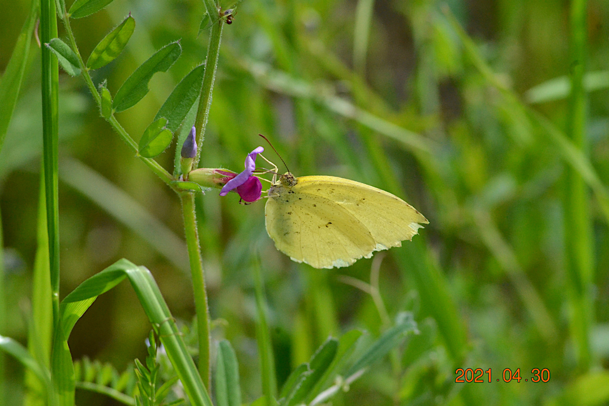 f:id:masatdm1951:20210430165541j:plain