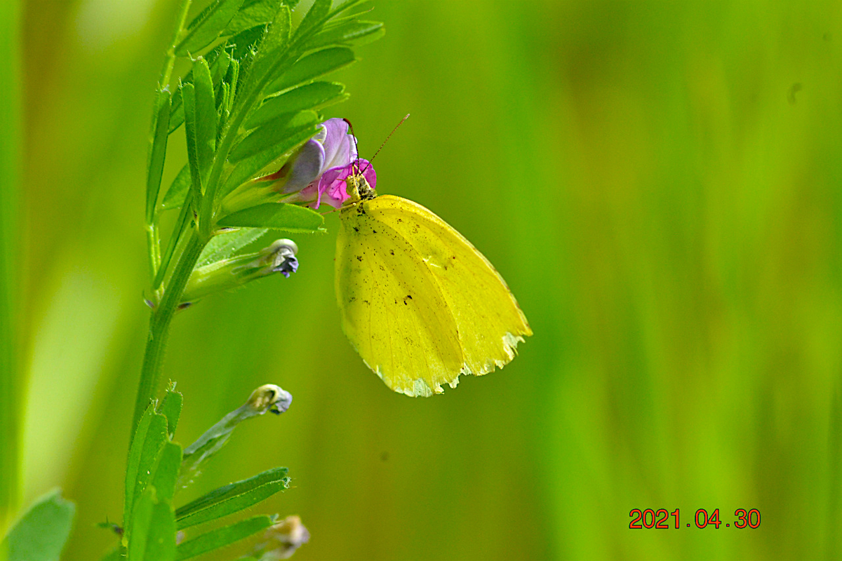 f:id:masatdm1951:20210430165552j:plain