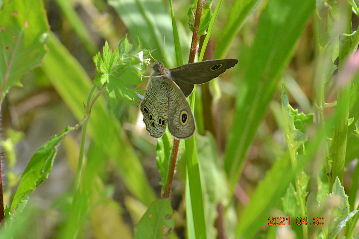 f:id:masatdm1951:20210430165632j:plain