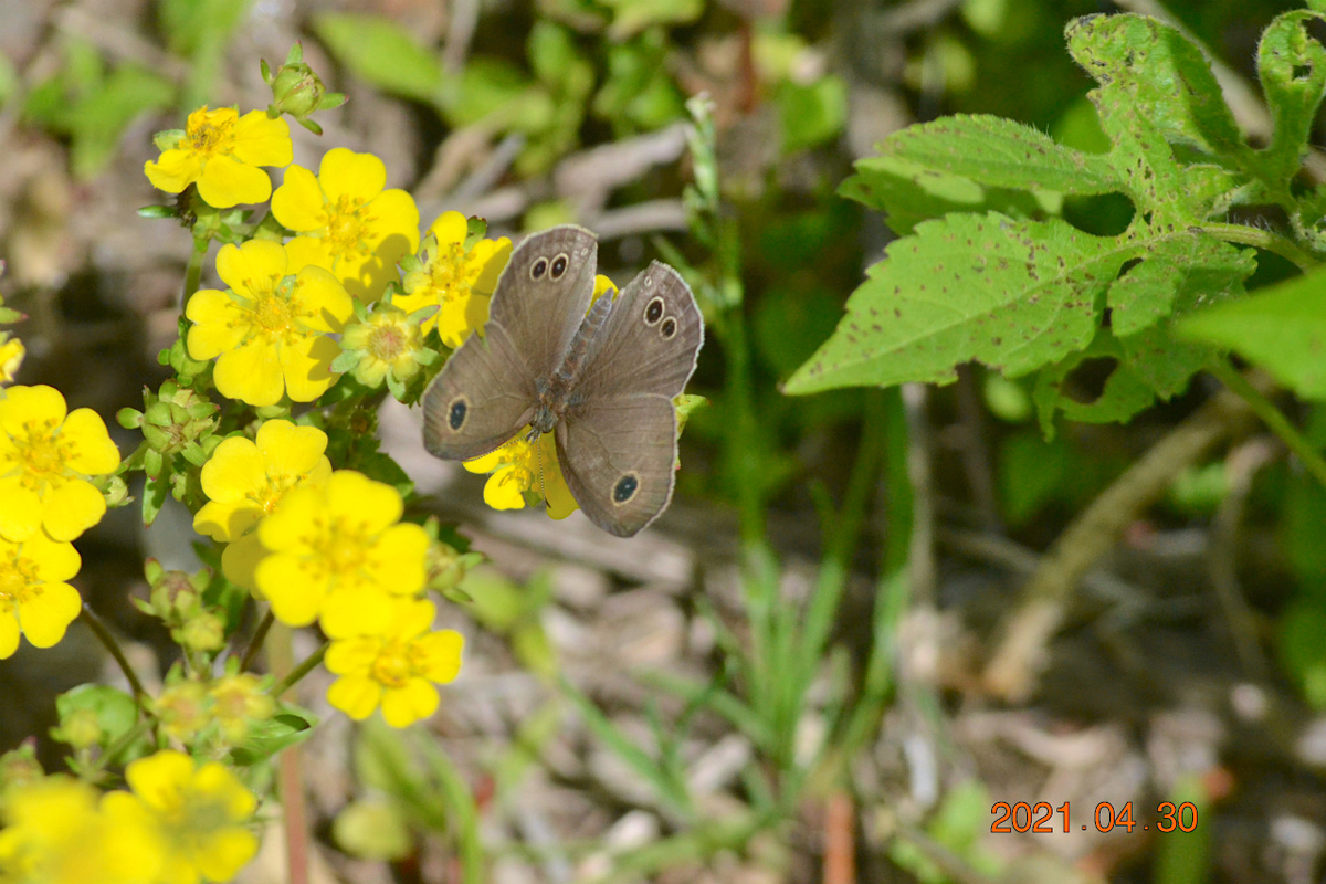 f:id:masatdm1951:20210430165648j:plain