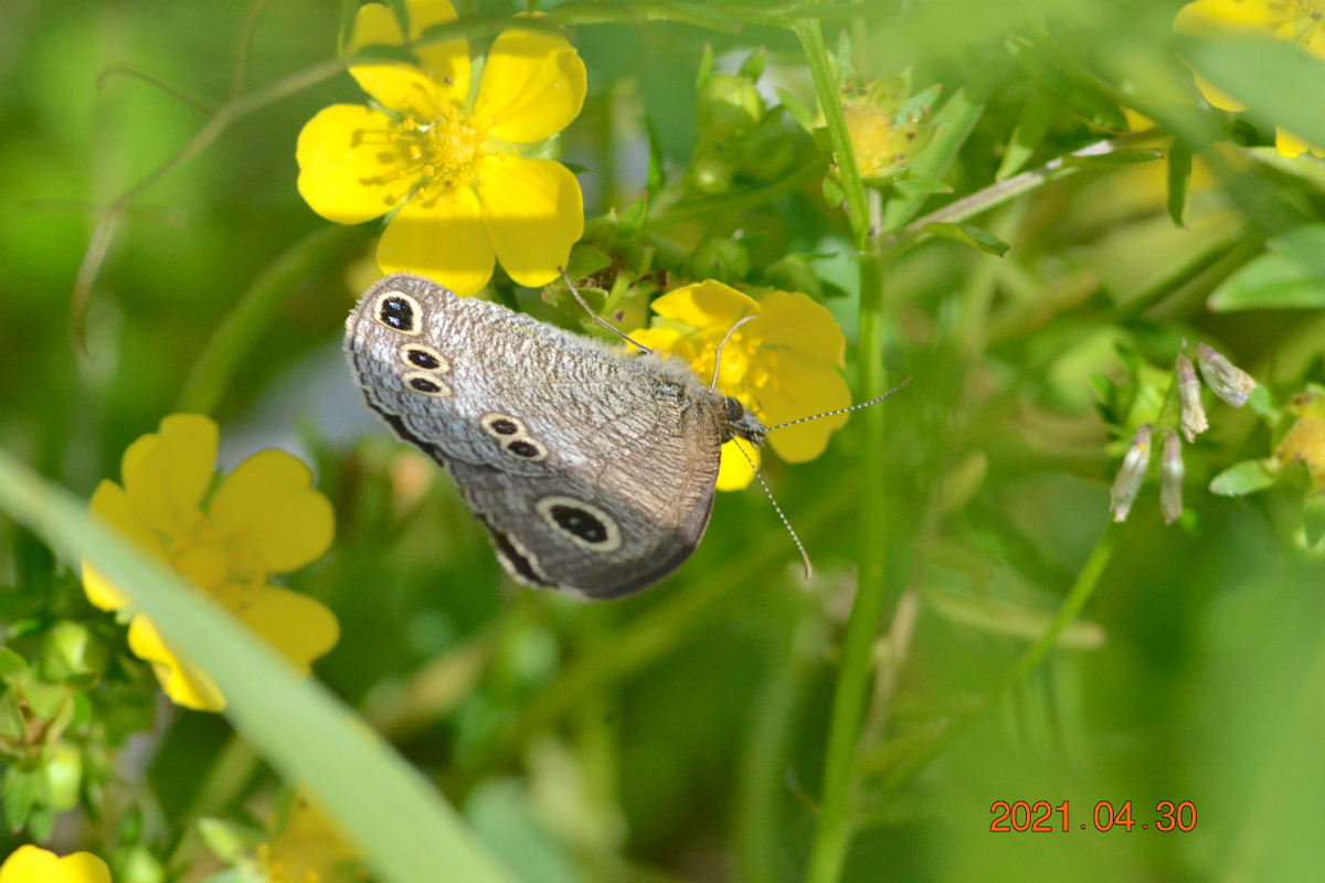 f:id:masatdm1951:20210430165754j:plain