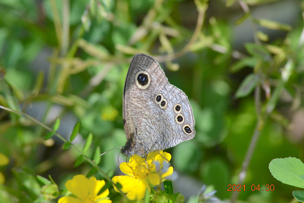 f:id:masatdm1951:20210430165833j:plain